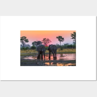 Elephants at sunset Posters and Art